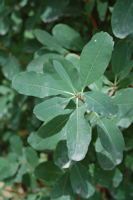 Buisson de perles korolkowii