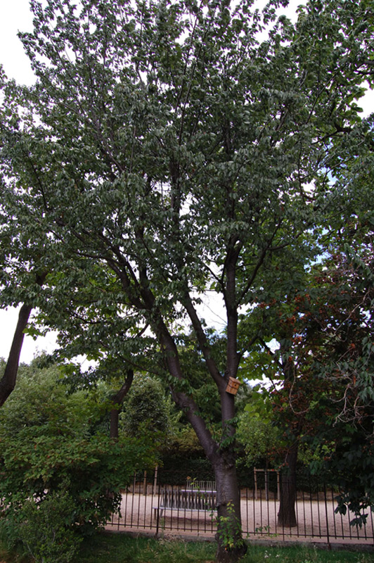 Cerisier du Japon à fleur double