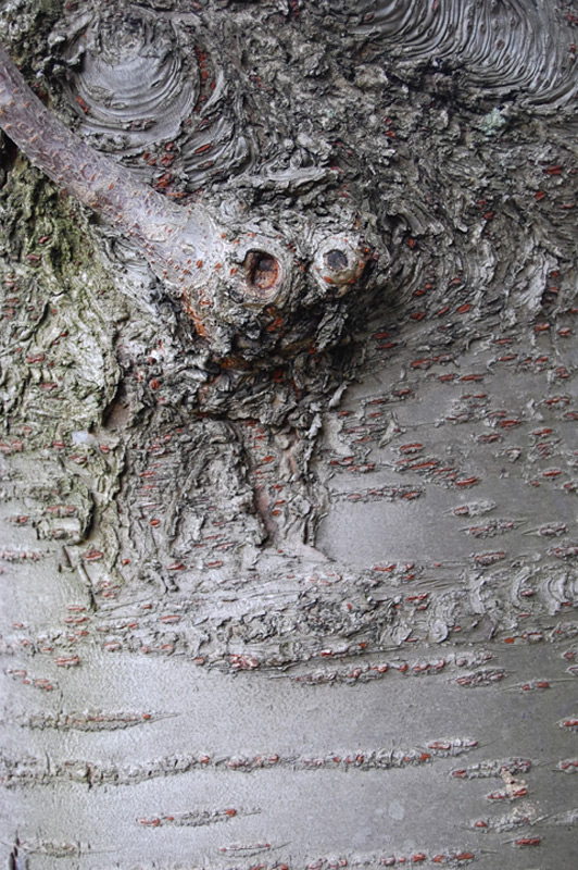 Cerisier du Japon à fleur double