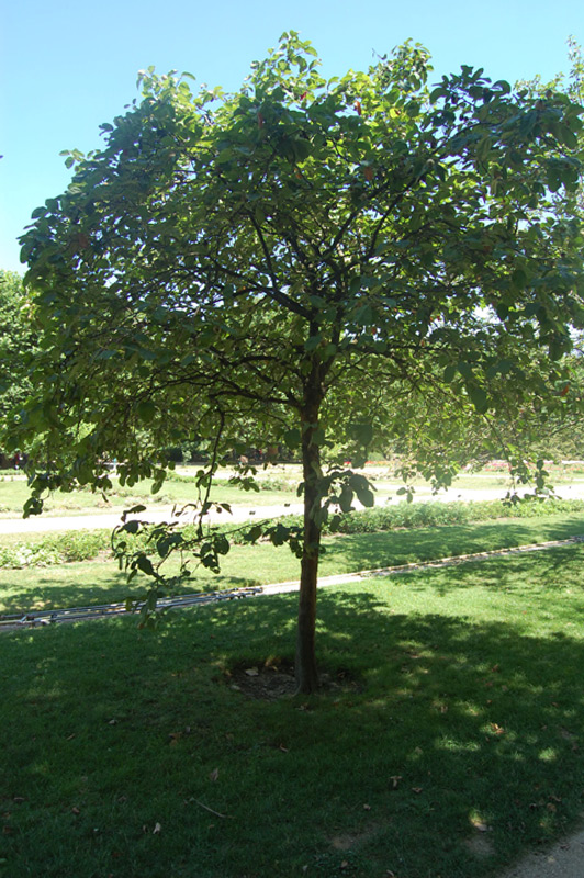 Cognassier Géant de Vranja