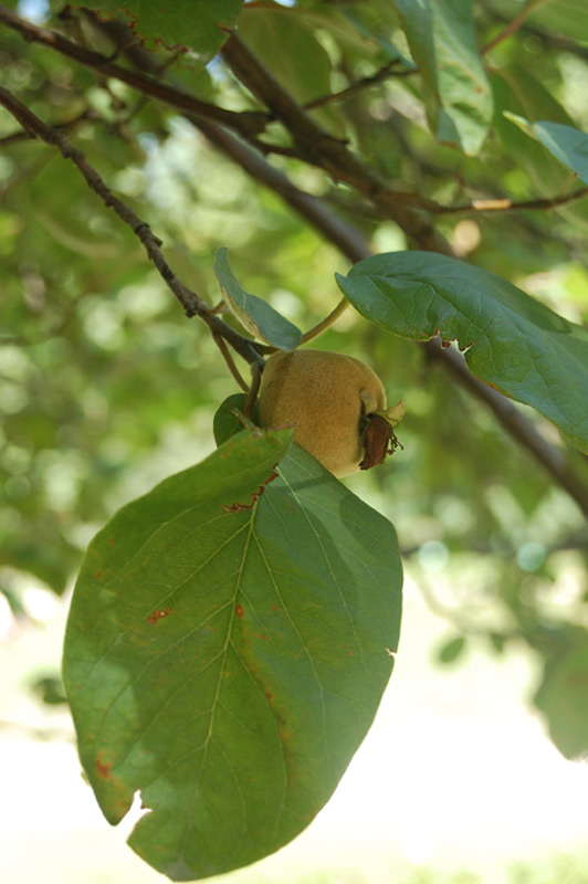 Cognassier Géant de Vranja