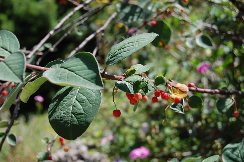 Cotonéaster commun