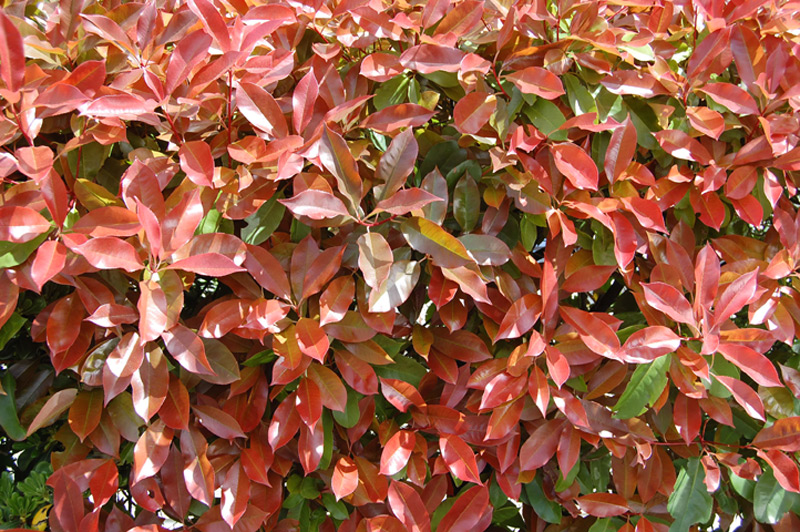 Photinia de Fraser