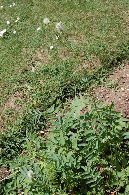 Pimprenelle du Canada