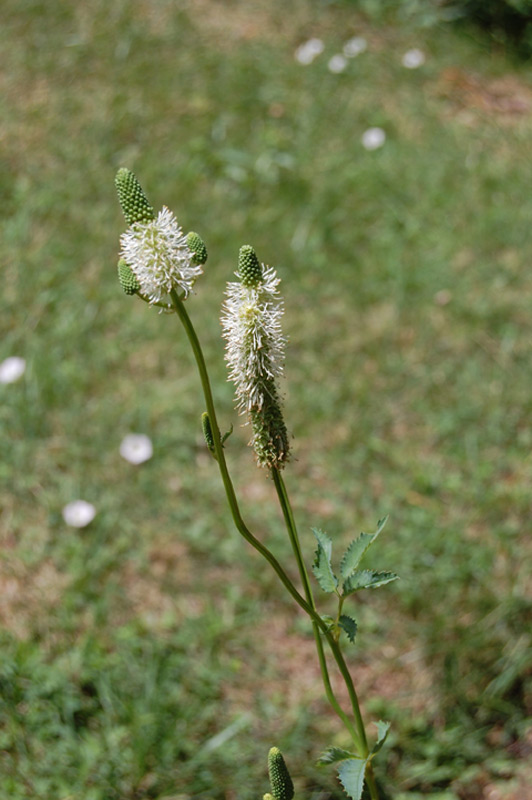 Pimprenelle du Canada