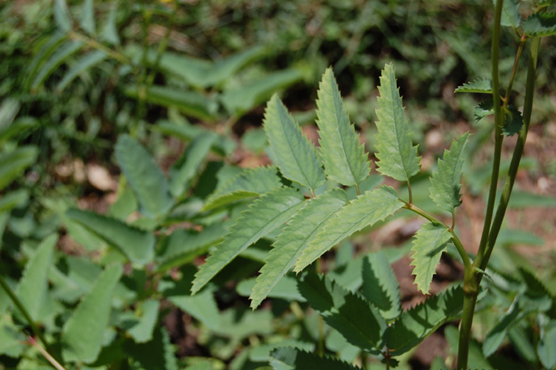 Pimprenelle du Canada