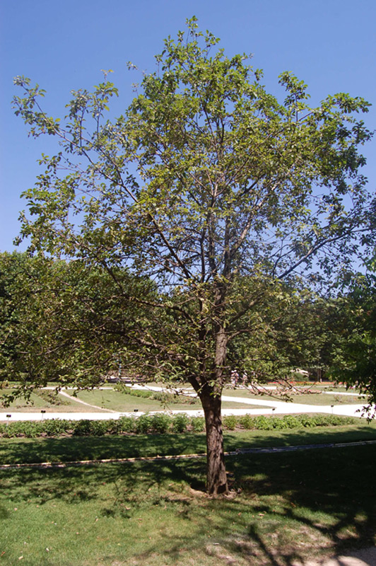 Pommier domestique 'Judor'