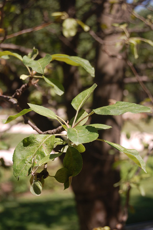 Pommier domestique 'Judor'