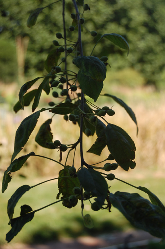 Pommier d'ornement nain