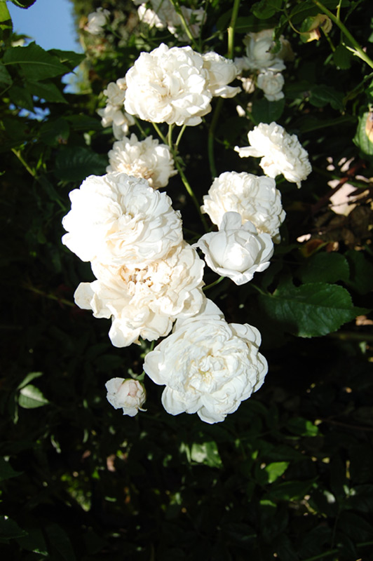 Rosier 'Aimée Vibert'