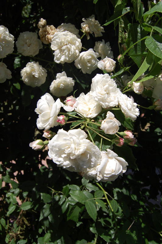 Rosier 'Aimée Vibert'