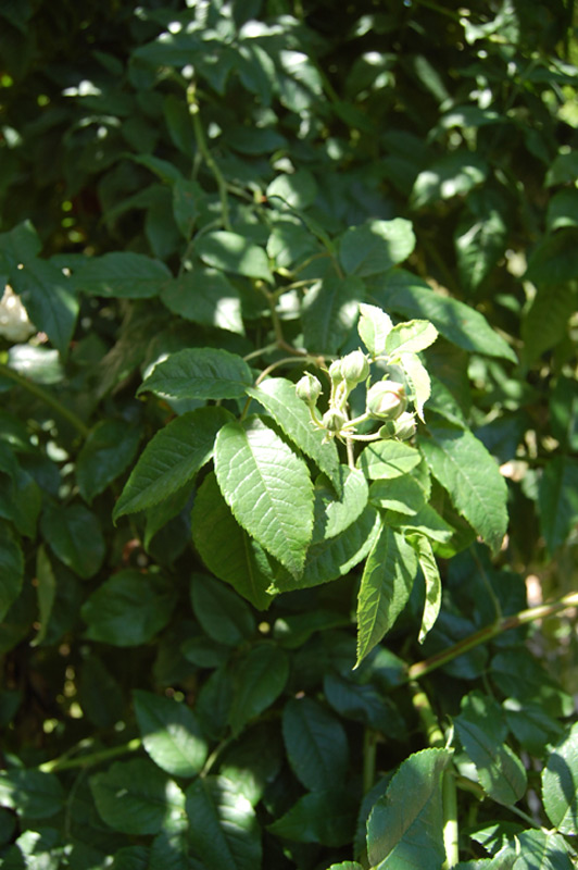Rosier 'Aimée Vibert'