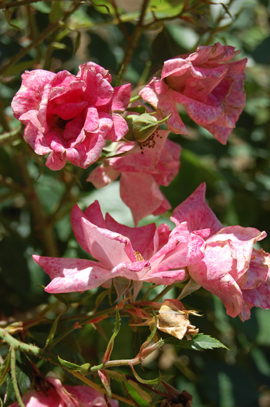 Rosier Baronne Surcouf 'Briancourt'