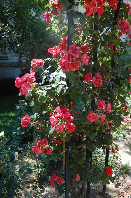 Rosier Cookie 'Meikousie'