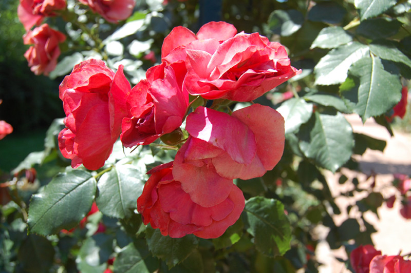 Rosier Cookie 'Meikousie'