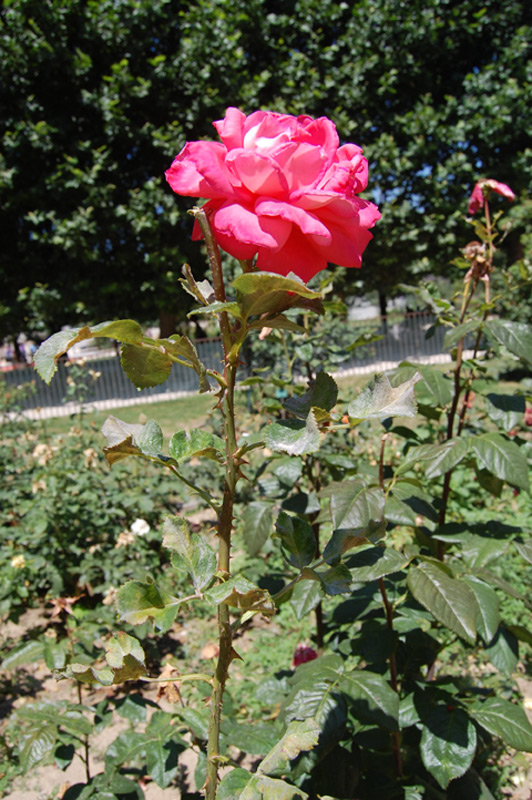 Rosier Eté Parfumé 'Typhoo Tea'