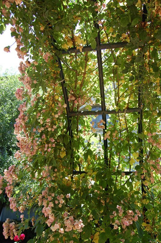 Rosier 'Mrs F.W. Flight'