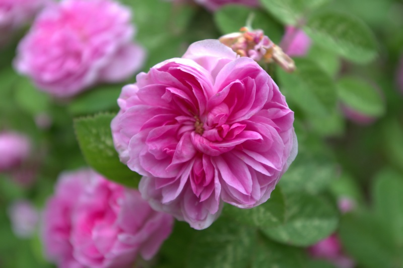 Rosier 'Rose de Meaux'