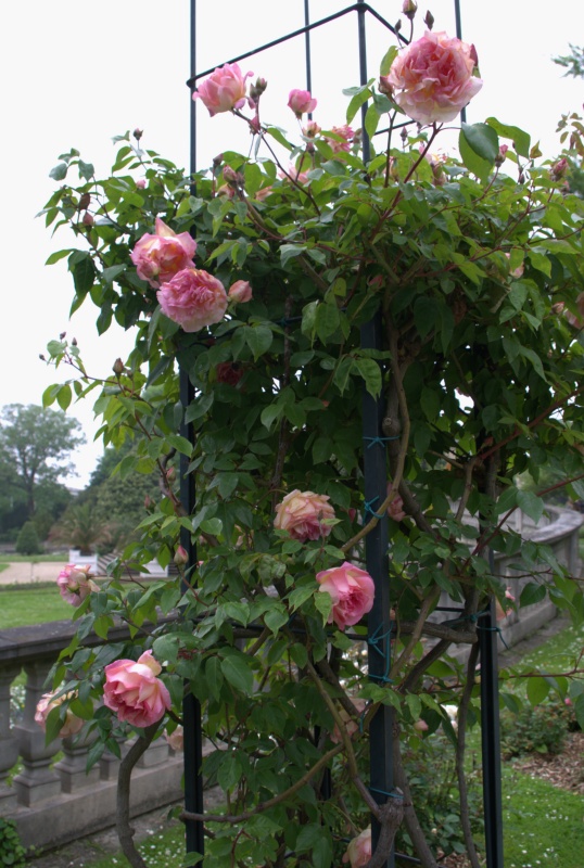 Rosier 'Souvenir de Madame Léonie Viennot'