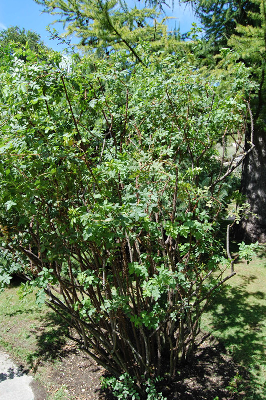 Rosier fétide 'Persiana'