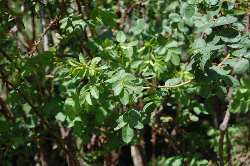 Rosier fétide 'Persiana'