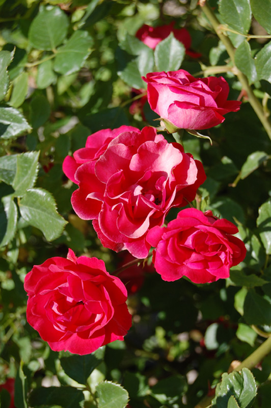 Rosier rouge grimpant 'Intervilles'