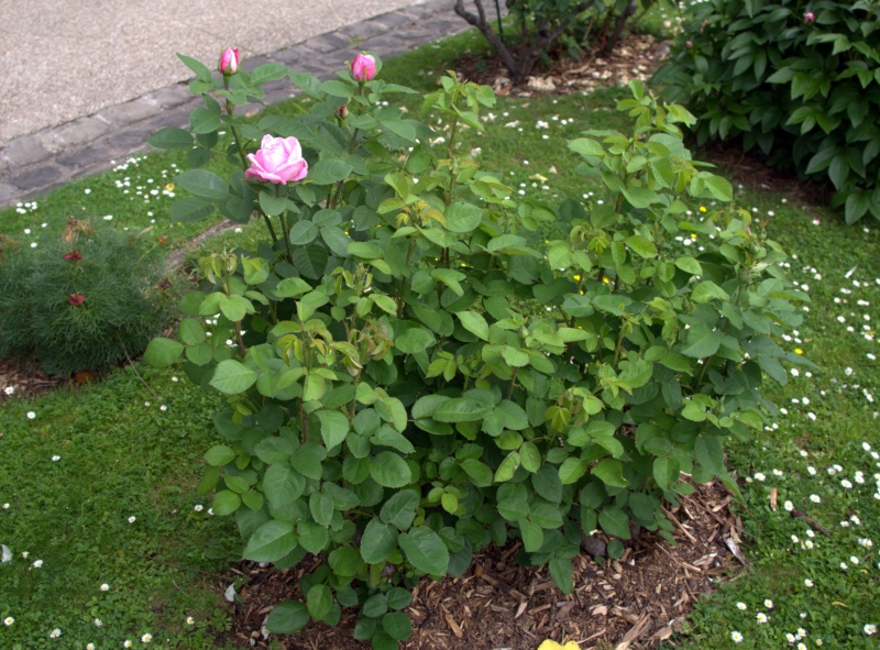 Rosier 'Baronne Edmond de Rotschild'