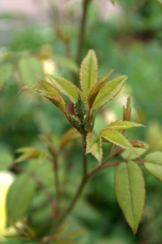 Rosier 'Winchester Cathedral'