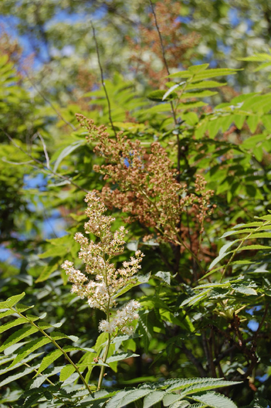 Sorbaire à feuilles de sorbier