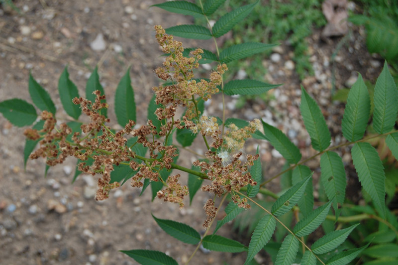 Sorbaire à grandes fleurs