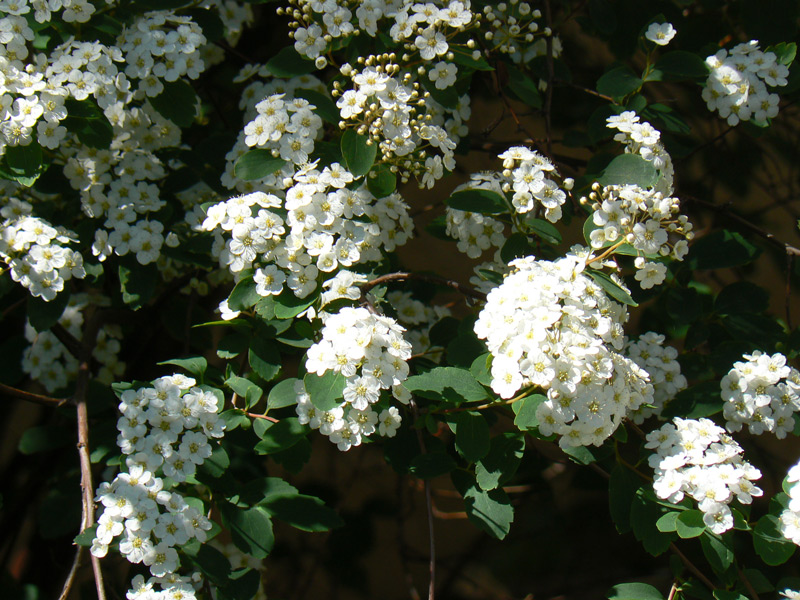 Spirée de Vanhoutte