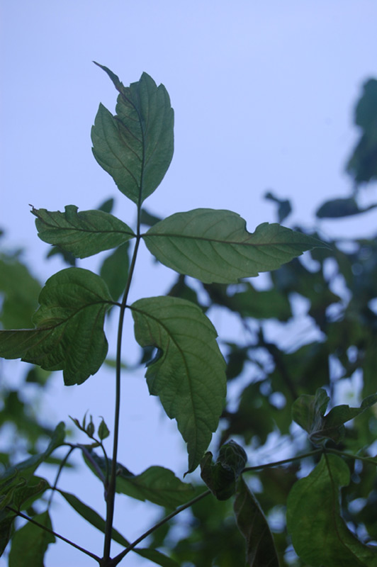 Erable à feuilles de frêne panaché