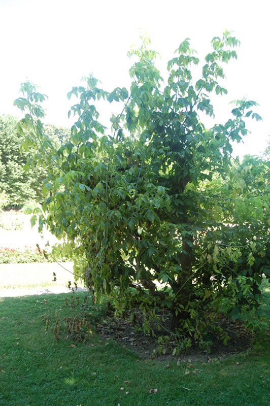Erable à feuilles de frêne