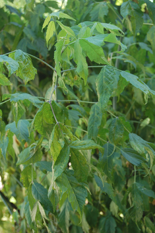 Erable à feuilles de frêne