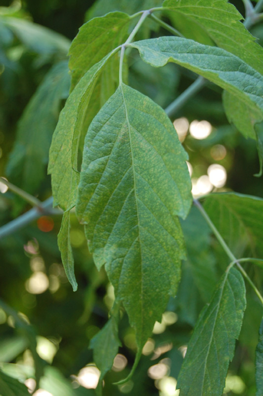 Erable à feuilles de frêne