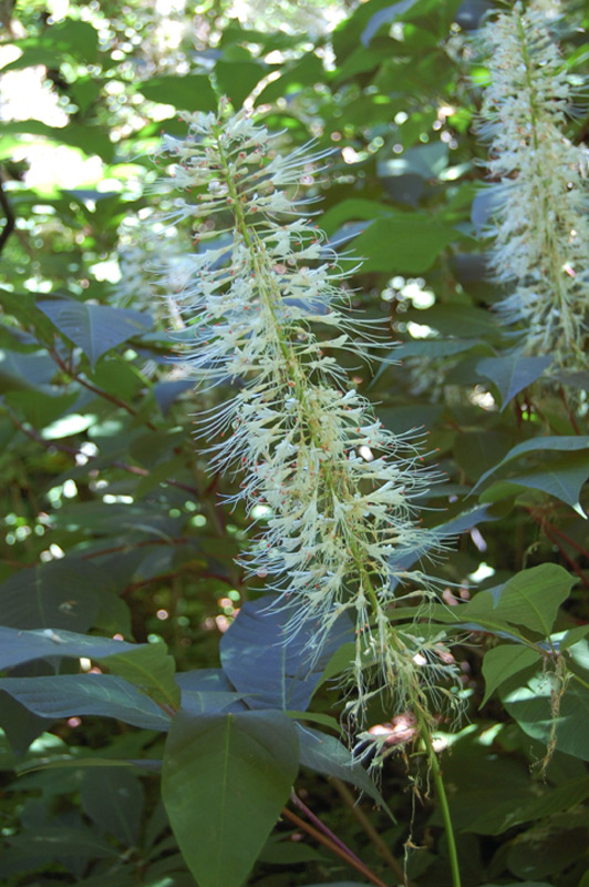 Marronnier parviflora, Pavier blanc
