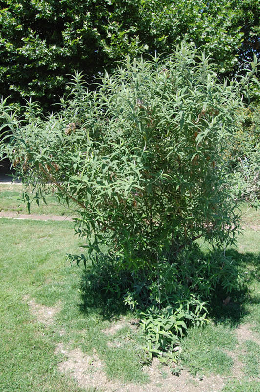 Buddleja à feuilles de sauge