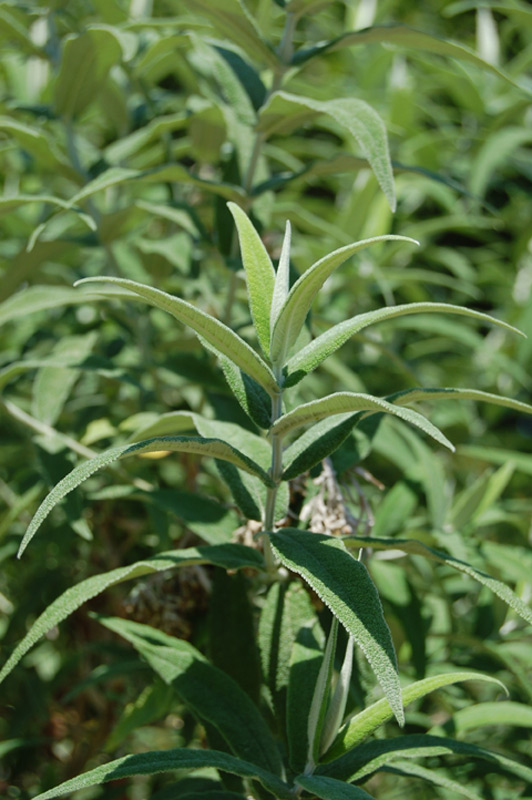 Buddleja à feuilles de sauge
