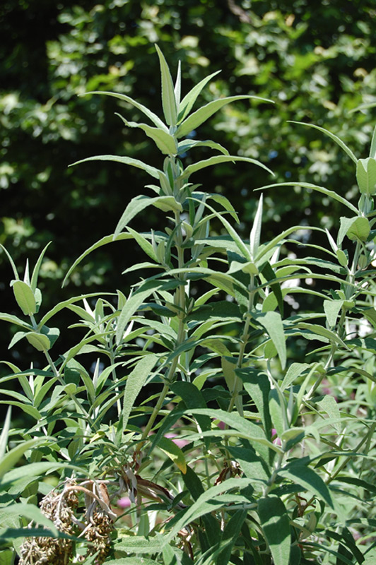 Buddleja à feuilles de sauge