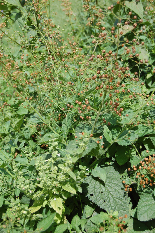 Scrofulaire des Alpes