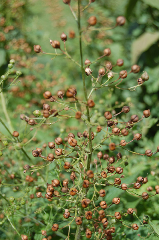 Scrofulaire des Alpes