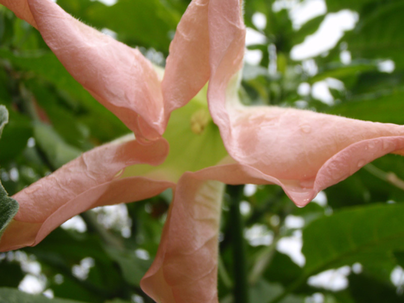 Brugmansia versicolor
