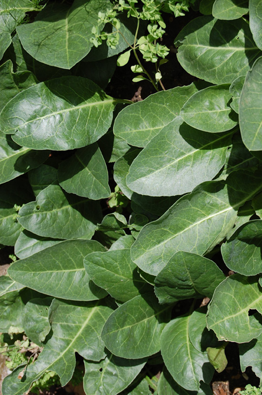 Jaborose à feuilles entières