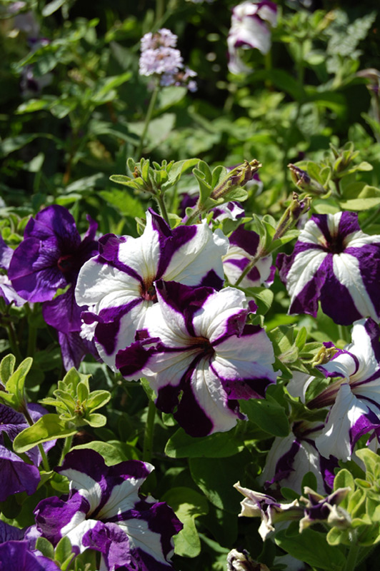 Pétunia à grandes fleurs 'Parade'