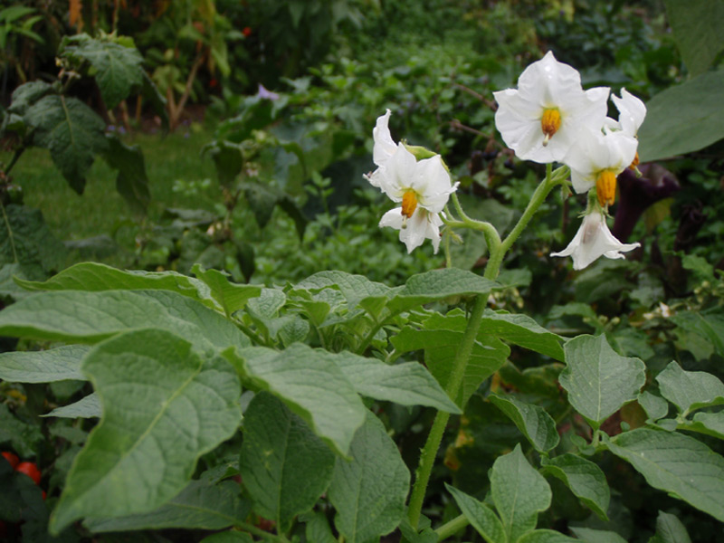Pomme de terre 'Flocky'