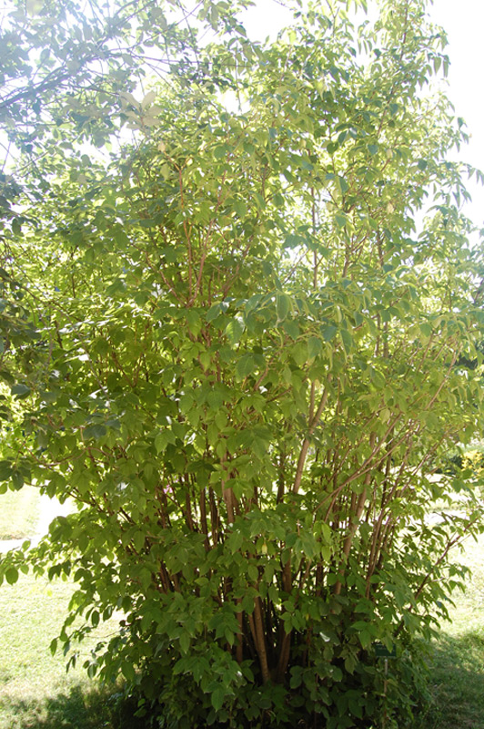 Staphylier du Caucase