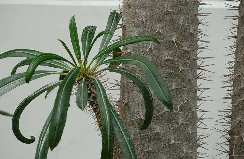 Palmier de Madagascar