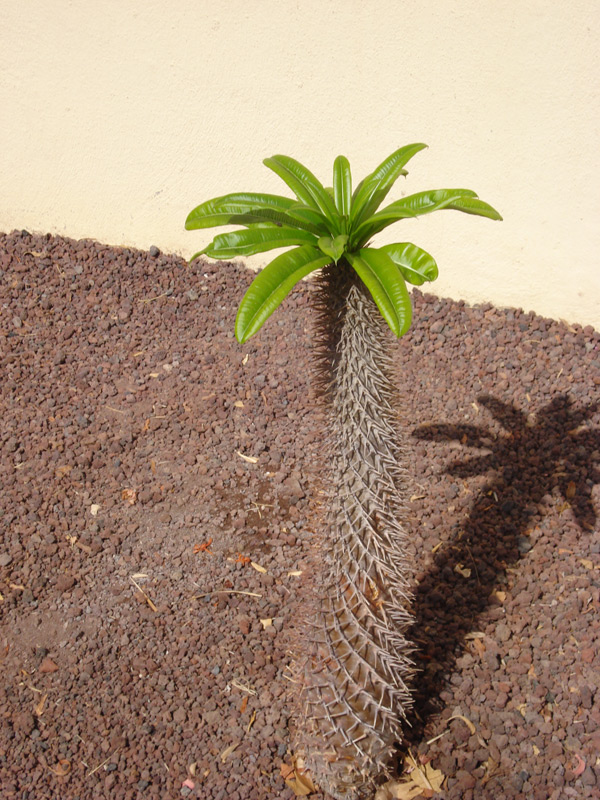 Palmier de Madagascar