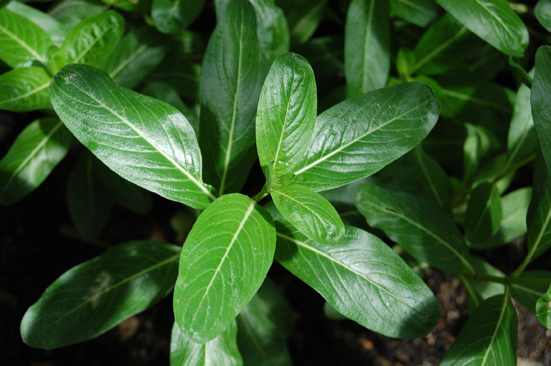 Pervenche de Madagascar