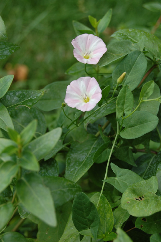 Pervenche intermédiaire